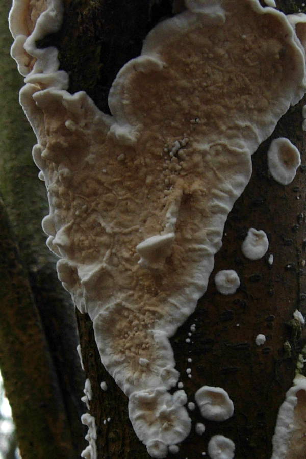 Passeggiata nel bosco golenale